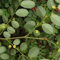 Phyllanthus retusus Dennst.